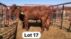 2X Bonsmara Cow Strydcor