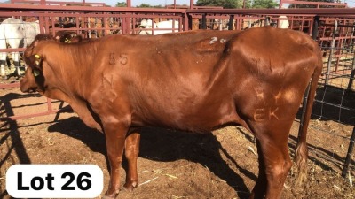 2X Bonsmara Cow Strydcor