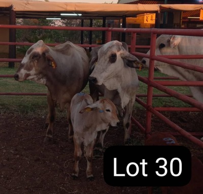 2+2X Brahman Cow & Calf VOS BRAHMANS