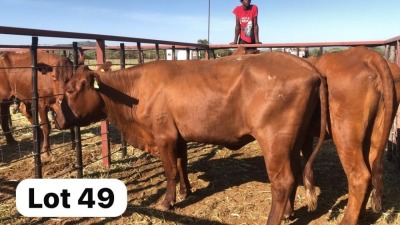 2X Bonsmara Cow Strydcor