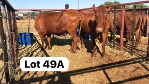 2X Bonsmara Cow Strydcor