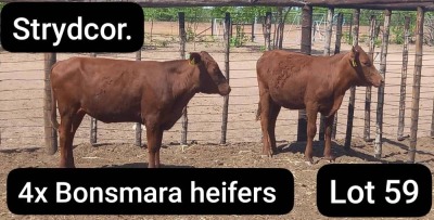 4X Bonsmara Heifer VOS BRAHMANS