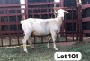 1X White Dorper Ewe Maswabi Maswabi