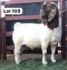 1X Boergoat Buck Tuahuku Horongo
