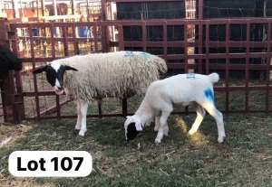 1+1X Dorper Ewe & Lamb Andre Barwise