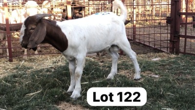 1X Boergoat Buck Andre Barwise