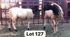 1+1X Dorper Ewe & Lamb Maswabi Maswabi