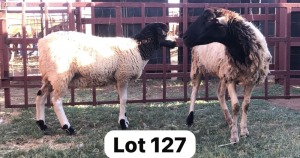 1+1X Dorper Ewe & Lamb Maswabi Maswabi