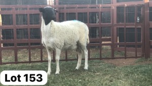 2X Dorper Ewe Andre Barwise