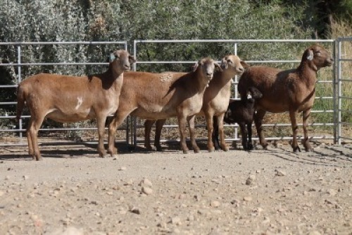3+2X MEATMASTER EWE Bietou Meatmasters (Pay per Animal to take all in lot)
