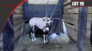 Bushveld Oryx
