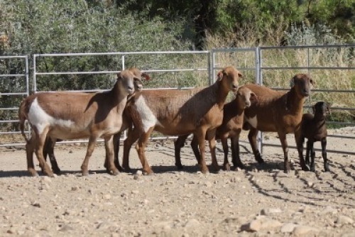 4+3X MEATMASTER EWE Bietou Meatmasters (Pay per Animal to take all in lot)