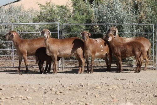 2+2X MEATMASTER EWE Bietou Meatmasters (Pay per Animal to take all in lot)