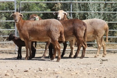 2+2X MEATMASTER EWE Bietou Meatmasters (Pay per Animal to take all in lot)