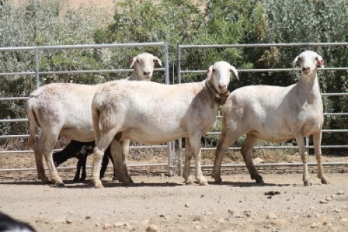 2+1X MEATMASTER EWE Bietou Meatmasters (Pay per Animal to take all in lot)