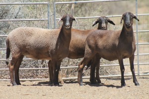 3X MEATMASTER EWE Bietou Meatmasters (Pay per Animal to take all in lot)