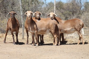 5X MEATMASTER EWE Bietou Meatmasters (Pay per Animal to take all in lot)