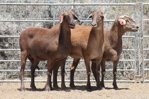 3X MEATMASTER EWE Bietou Meatmasters (Pay per Animal to take all in lot)