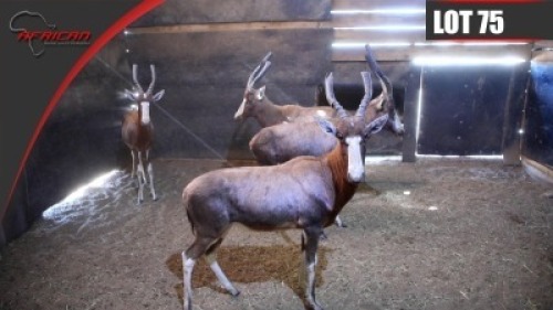Blesbuck