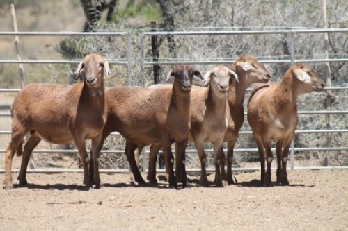 5+1X MEATMASTER EWE Bietou Meatmasters (Pay per Animal to take all in lot)