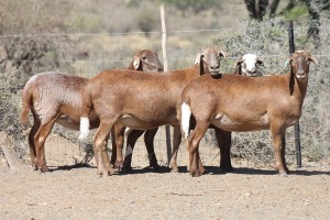 4X MEATMASTER EWE Bietou Meatmasters (Pay per Animal to take all in lot)