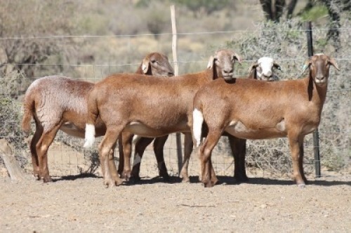 4X MEATMASTER EWE Bietou Meatmasters (Pay per Animal to take all in lot)