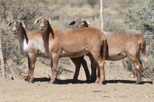 3X MEATMASTER EWE Bietou Meatmasters (Pay per Animal to take all in lot)