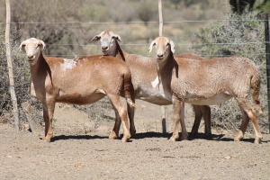 3X MEATMASTER EWE Bietou Meatmasters (Pay per Animal to take all in lot)