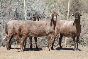 3X MEATMASTER EWE Bietou Meatmasters (Pay per Animal to take all in lot)