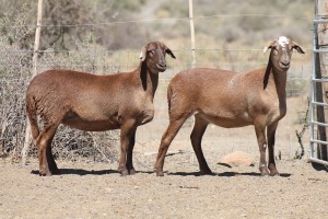 2X MEATMASTER EWE Bietou Meatmasters (Pay per Animal to take all in lot)