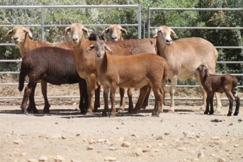 3+2X MEATMASTER EWE Bietou Meatmasters (Pay per Animal to take all in lot)