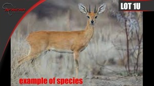 Steenbok