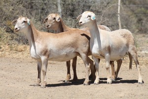 3X MEATMASTER EWE Bietou Meatmasters (Pay per Animal to take all in lot)