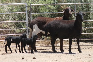 2+2X MEATMASTER EWE Bietou Meatmasters (Pay per Animal to take all in lot)