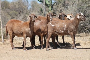 5X MEATMASTER EWE Bietou Meatmasters (Pay per Animal to take all in lot)