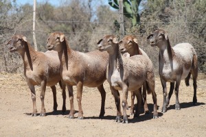 5X MEATMASTER EWE Bietou Meatmasters (Pay per Animal to take all in lot)