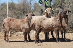 4X MEATMASTER EWE Bietou Meatmasters (Pay per Animal to take all in lot)