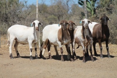 4X MEATMASTER EWE Bietou Meatmasters (Pay per Animal to take all in lot)