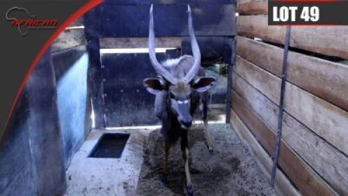 Nyala
