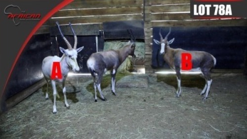 White Blesbuck