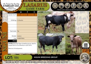 3X Nguni breeding group Lasarus Game Farm (Pay per Animal)