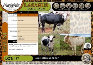 3X Nguni breeding group Lasarus Game Farm (Pay per Animal)