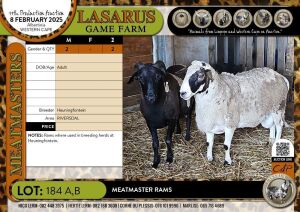 1X Meatmaster ram Heuningfontein (Pay per Animal)