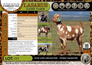 1X Stud Cape Lob Ear ewe - 'STORM' daughter Lasarus Game Farm