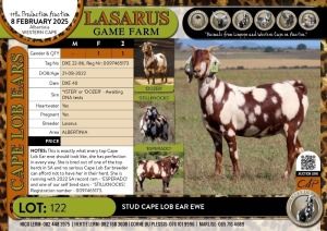 1X Stud Cape Lob Ear ewe Lasarus Game Farm