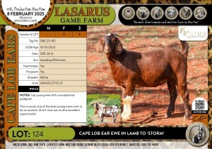 1X Stud Cape Lob Ear ewe in lamb to 'STORM' Kilima