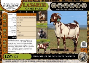 1X Stud Cape Lob Ear ewe - 'DOZER' daughter Lasarus Game Farm