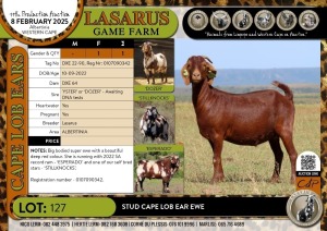 1X Stud Cape Lob Ear ewe Lasarus Game Farm