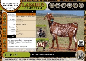 1X Stud Cape Lob Ear ewe Lasarus Game Farm (Pay per Animal)