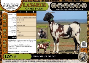 1X Stud Cape Lob Ear ewe Lasarus Game Farm